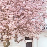 LondonPhotography-MagnoliaNottingHill