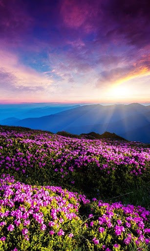 mountain-flower-live-wallpaper-14-3-s-307x512.jpg