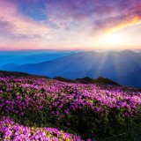 mountain-flower-live-wallpaper-14-3-s-307x512