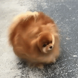 Pomeranian Dance