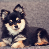 Pomeranian-Chihuahua-Mix-5.jpg