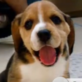 Screenshot_2021-03-23-40-Dog-Breeds-Before-and-After-Growing-Up-Puppy-to-Adult-HD---YouTube.png