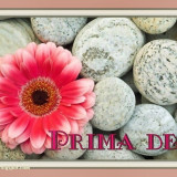 PRIMA-DEN