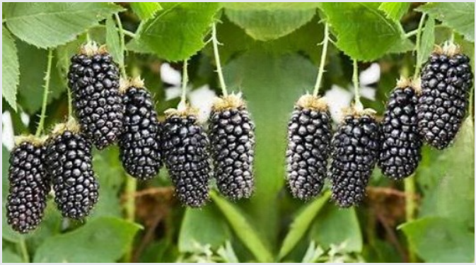 Ежевика Карака Блэк Купить В Москве Саженцы